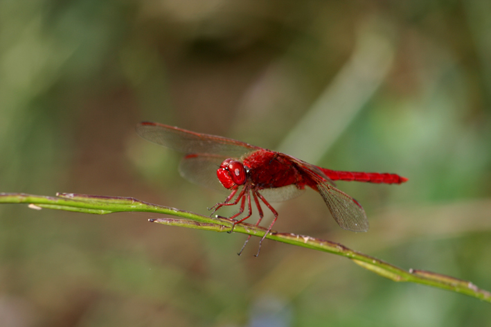 Crocothemis erytrhraea